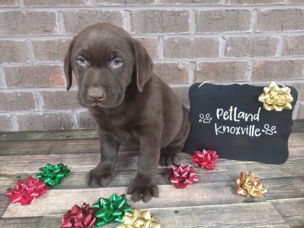 Labrador Retriever-DOG-Male-Chocolate-2344-Petland Knoxville, Tennessee
