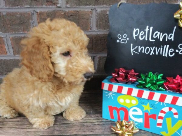 Mini Goldendoodle-DOG-Male-Red-2342-Petland Knoxville, Tennessee