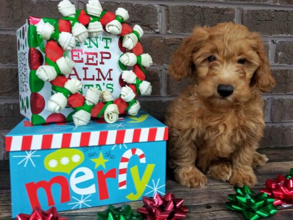 Mini Goldendoodle-DOG-Male-Red-2343-Petland Knoxville, Tennessee