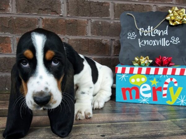 Basset Hound-DOG-Male-Tri-2340-Petland Knoxville, Tennessee