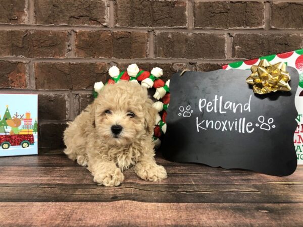Poodle-DOG-Male-RED-2352-Petland Knoxville, Tennessee