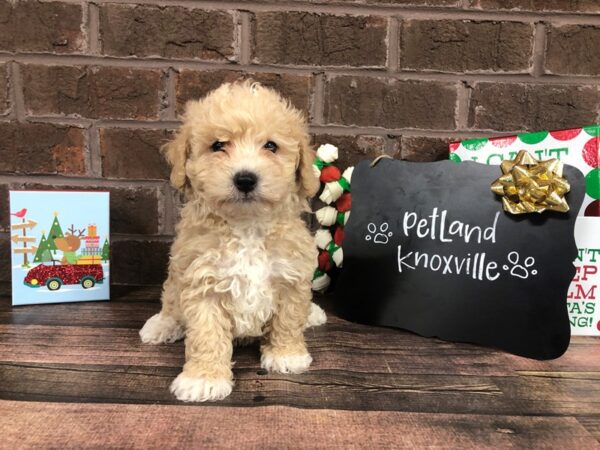Poo Chon DOG Male RED 2349 Petland Knoxville, Tennessee