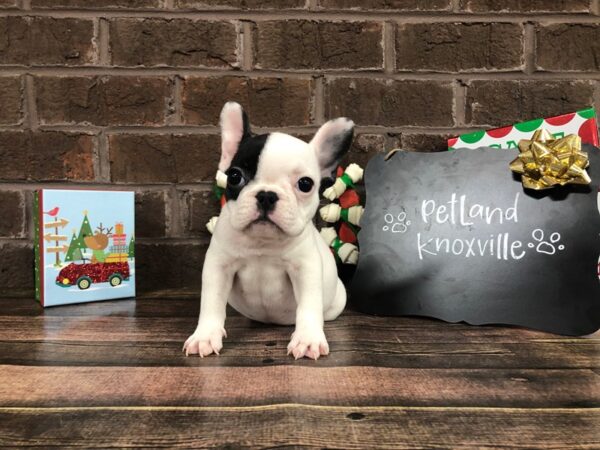 French Bulldog-DOG-Female-Wht-2341-Petland Knoxville, Tennessee