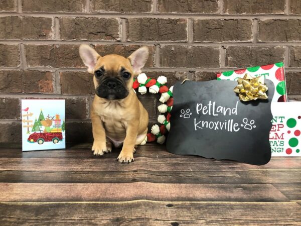 French Bulldog-DOG-Male-Fawn-2323-Petland Knoxville, Tennessee