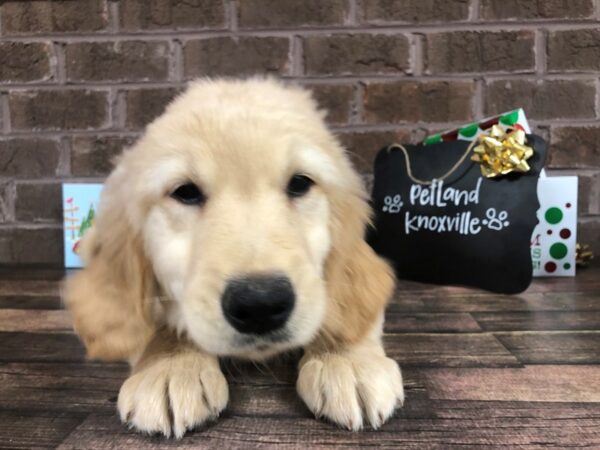 Golden Retriever-DOG-Female-Light Golden-2316-Petland Knoxville, Tennessee