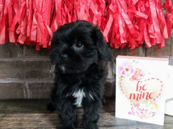 Shorkie-DOG-Male-BLK-2354-Petland Knoxville, Tennessee
