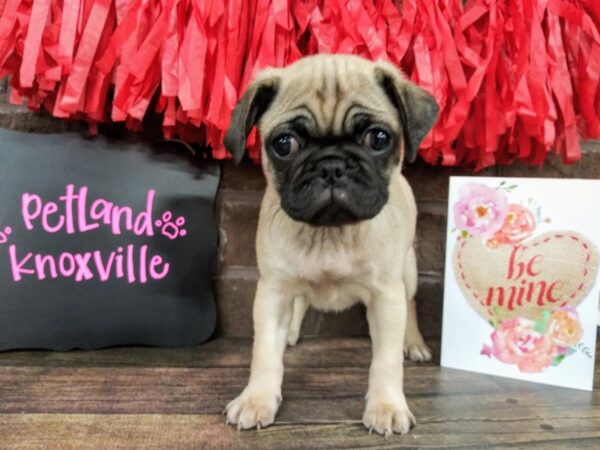 Pug-DOG-Female-FAWN-2365-Petland Knoxville, Tennessee