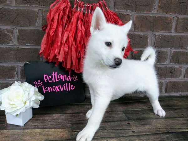 Pomsky-DOG-Female-WHITE-2364-Petland Knoxville, Tennessee