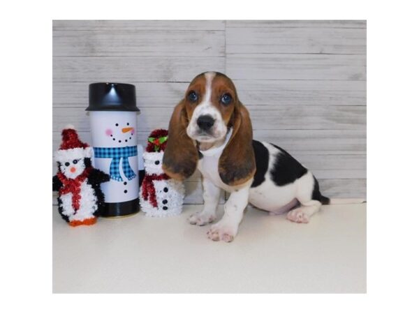 Basset Hound DOG Male Black White / Tan 2368 Petland Knoxville, Tennessee