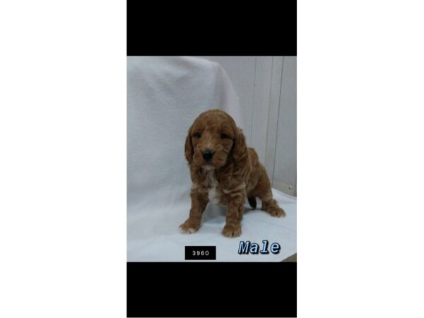 F1B Mini Goldendoodle DOG Male Red 2372 Petland Knoxville, Tennessee