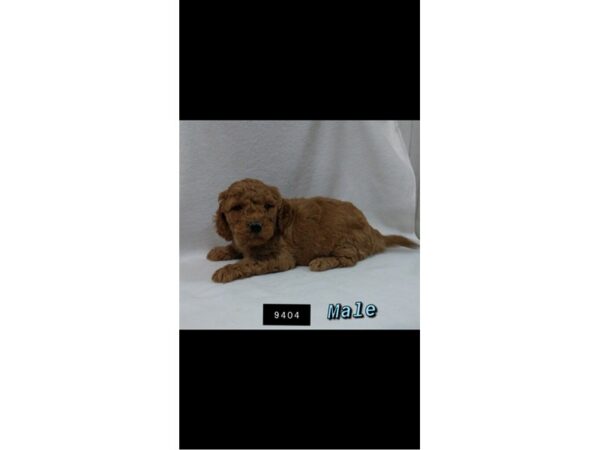 F1B Mini Goldendoodle-DOG-Male-Red-2373-Petland Knoxville, Tennessee