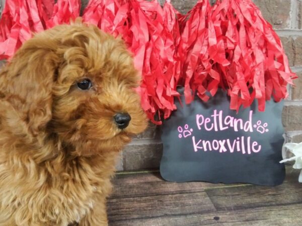 F1B Mini Goldendoodle-DOG-Male-Red-2370-Petland Knoxville, Tennessee