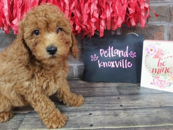 F1B Mini Goldendoodle-DOG-Female-Red-2369-Petland Knoxville, Tennessee