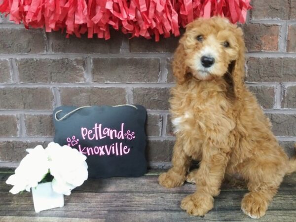 F1B Standard Goldendoodle-DOG-Female-Red-2374-Petland Knoxville, Tennessee