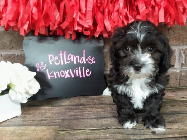 Shih Poo-DOG-Male-BLK WHITE-2375-Petland Knoxville, Tennessee