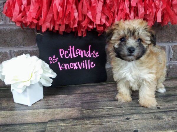 Yorkie Poo-DOG-Female-BLK TAN-2379-Petland Knoxville, Tennessee