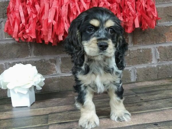 Cocker Spaniel DOG Female Roan 2376 Petland Knoxville, Tennessee