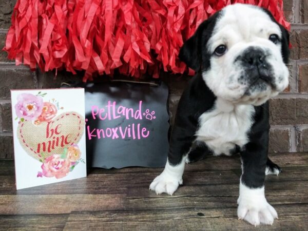 English Bulldog-DOG-Male-Black / White-2393-Petland Knoxville, Tennessee