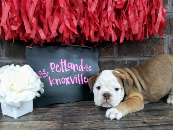 English Bulldog-DOG-Female-Wht/ Sable Fawn-2394-Petland Knoxville, Tennessee