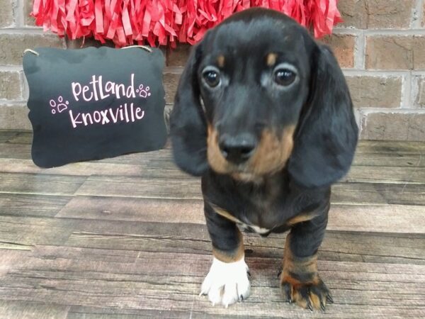 Dachshund DOG Male black tan 2392 Petland Knoxville, Tennessee