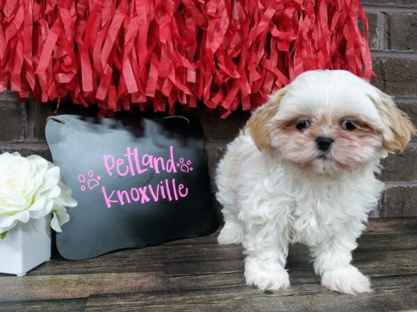 Shih Tzu DOG Female TAN  WH 2390 Petland Knoxville, Tennessee