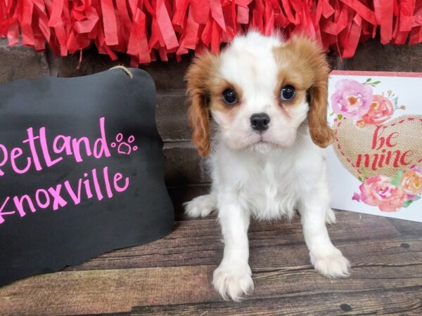 Cavalier King Charles Spaniel-DOG-Female-BLENHEIM-2387-Petland Knoxville, Tennessee