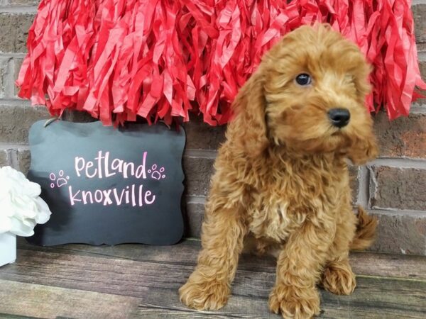 F1B Mini Goldendoodle DOG Male Red 2371 Petland Knoxville, Tennessee