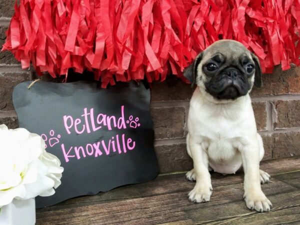 Pug DOG Female Fawn 2389 Petland Knoxville, Tennessee