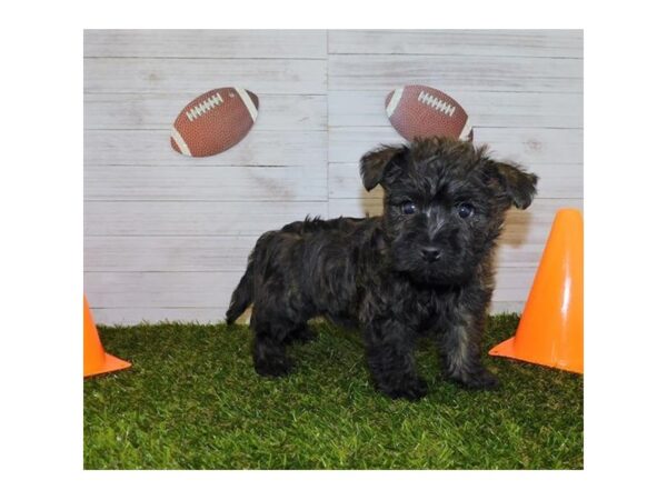 Cairn Terrier-DOG-Female-Brdl-2419-Petland Knoxville, Tennessee