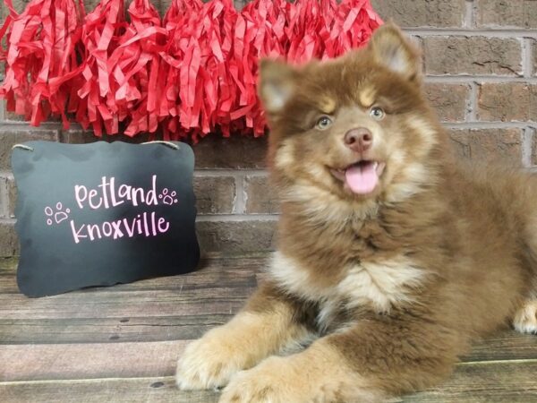 Pomsky-DOG-Male-choc and Tan-2384-Petland Knoxville, Tennessee