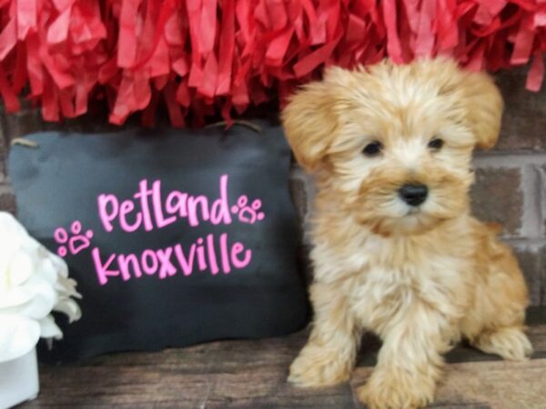 Yorkie Poo-DOG-Female-BEIGE-2402-Petland Knoxville, Tennessee