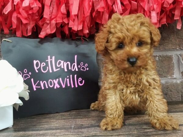 Toy Poodle-DOG-Male-RED-2401-Petland Knoxville, Tennessee