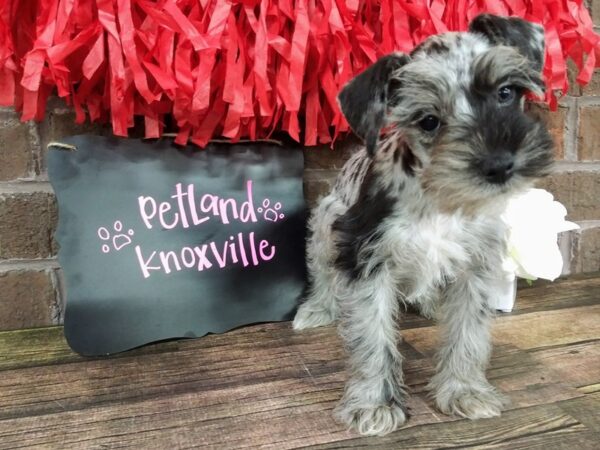 Miniature Schnauzer-DOG-Female-BLUE MERLE-2406-Petland Knoxville, Tennessee