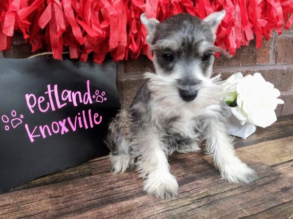 Miniature Schnauzer DOG Male SALT PEPPER 2404 Petland Knoxville, Tennessee