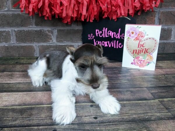 Miniature Schnauzer DOG Male liver white 2405 Petland Knoxville, Tennessee