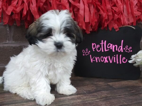 Mal Shih-DOG-Female-BROWN WHITE-2409-Petland Knoxville, Tennessee