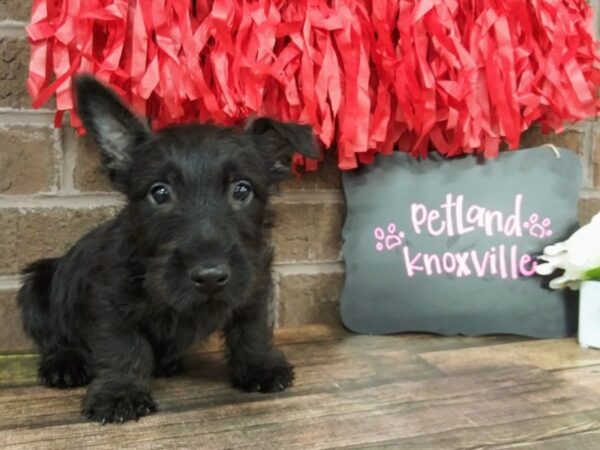 Scottish Terrier-DOG-Male-BLACK-2411-Petland Knoxville, Tennessee