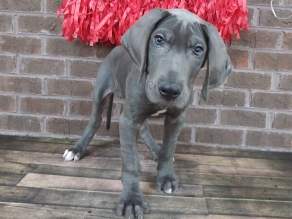 Great Dane-DOG-Male-Blue-2383-Petland Knoxville, Tennessee