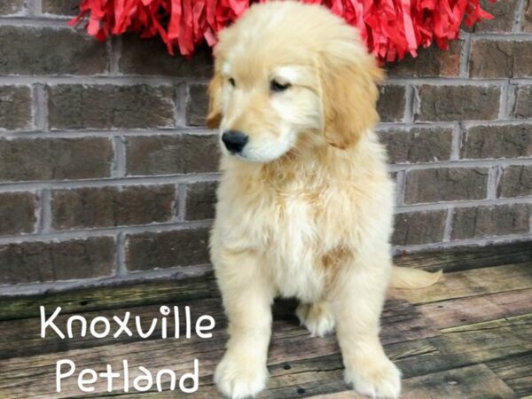 Golden Retriever DOG Female Golden 2381 Petland Knoxville, Tennessee