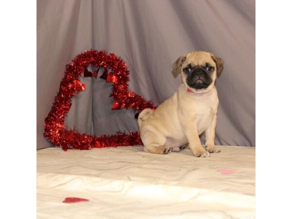 Pug DOG Male Fawn 2434 Petland Knoxville, Tennessee
