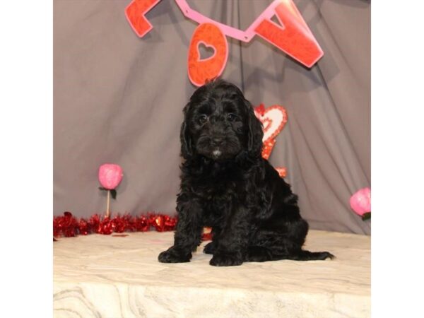Goldendoodle Mini-DOG-Male-Black-2435-Petland Knoxville, Tennessee