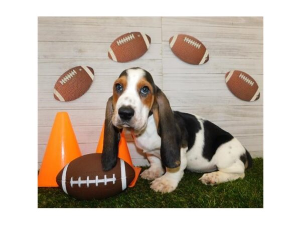 Basset Hound DOG Male Black White / Tan 2438 Petland Knoxville, Tennessee