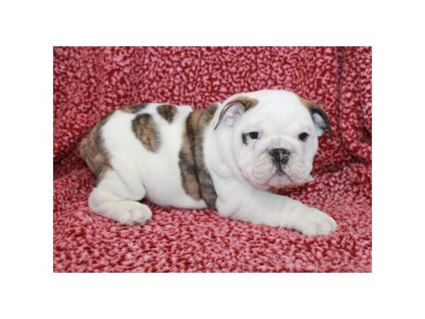 Bulldog-DOG-Male-White / Brindle-2442-Petland Knoxville, Tennessee