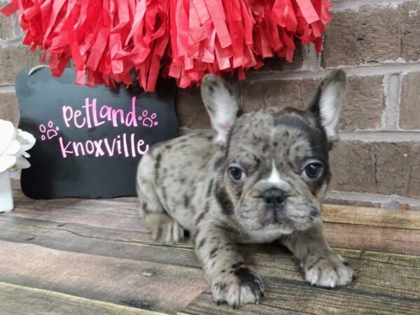 French Bulldog DOG Male BLUE MERLE 2426 Petland Knoxville, Tennessee