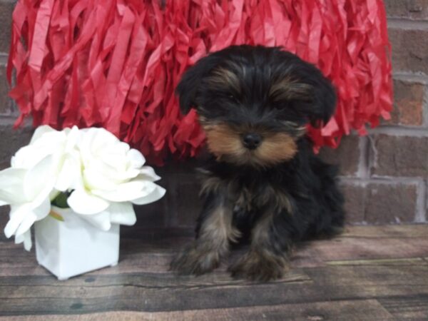 Yorkshire Terrier DOG Female BLK TAN 2428 Petland Knoxville, Tennessee