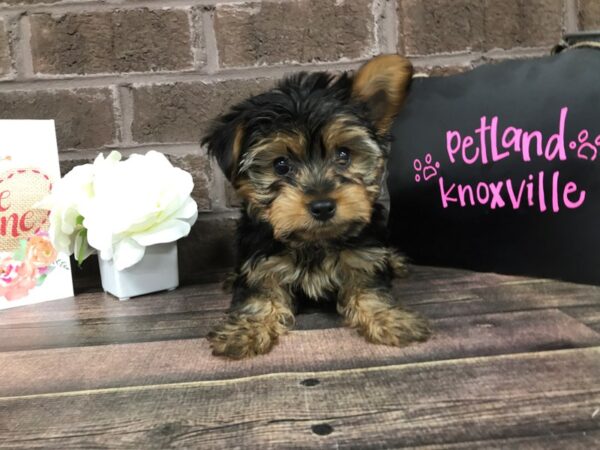 Yorkshire Terrier-DOG-Male-BLK&TN-2447-Petland Knoxville, Tennessee