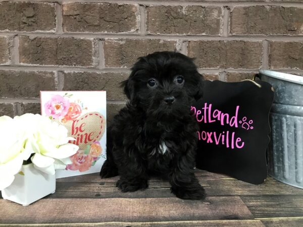 Shih Poo DOG Male BLK 2450 Petland Knoxville, Tennessee