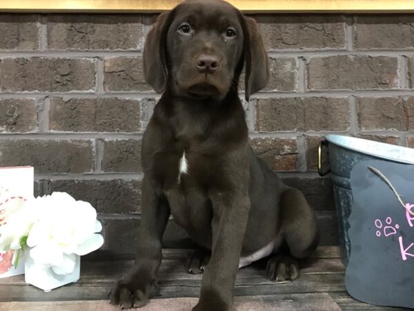 Labrador Retriever-DOG-Male-Chocolate-2399-Petland Knoxville, Tennessee