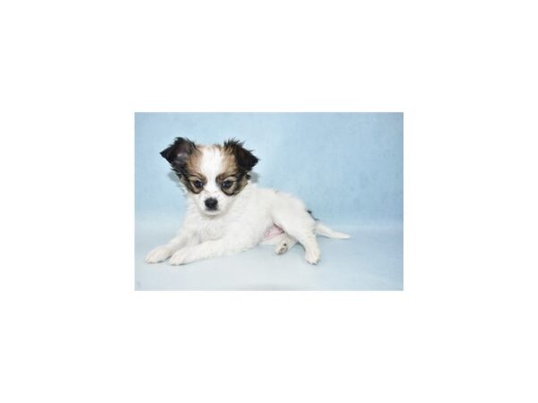 Papillon-DOG-Female-Red and White-2458-Petland Knoxville, Tennessee