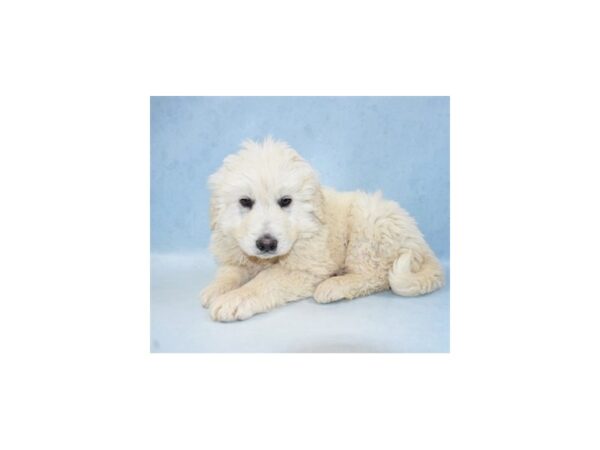Great Pyrenees-DOG-Male-White-2459-Petland Knoxville, Tennessee